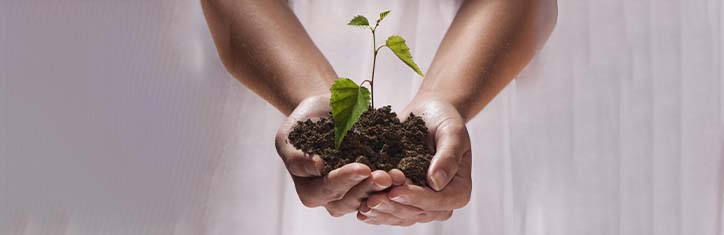 Bestes Gedeihen von Samen und Pflanzen