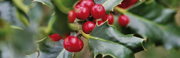 Stechpalme oder Hülsen