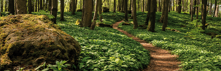 Wildpflanzen für die Küche Teil 3