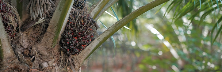 Problematisches Palmöl