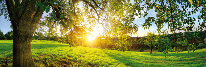 Wildpflanzen für die Küche Teil 4