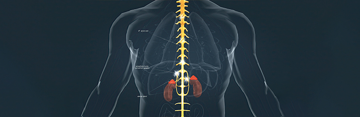 Manualtherapie am Sympathikus
