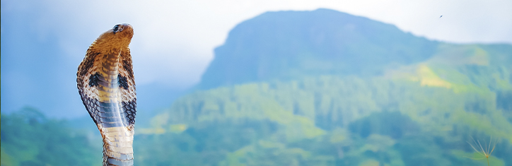 Paracelsus Medizin und Homöopathie für den Blutfluss