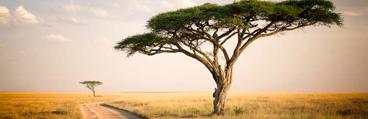 Akazienfaser – Ballaststoffe für die Gesundheit
