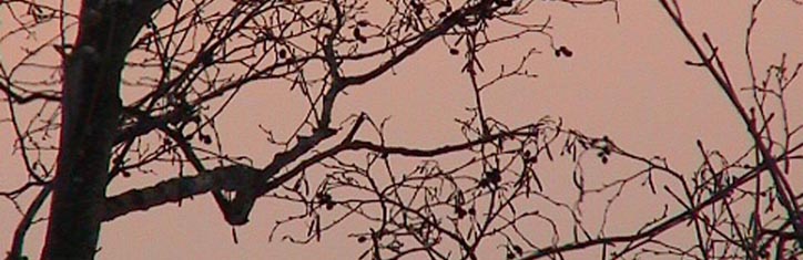 Die Weisheit der Bäume Teil 2