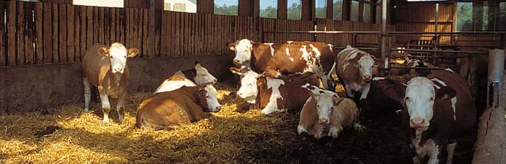 Das Biosiegel – Wegbereiter einer Agrarwende?