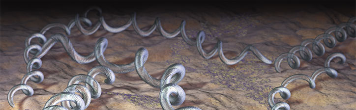 Erkrankt an Borreliose