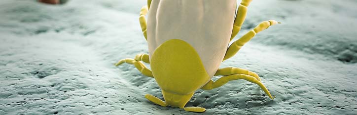 Borreliose - oftmals unerkannt