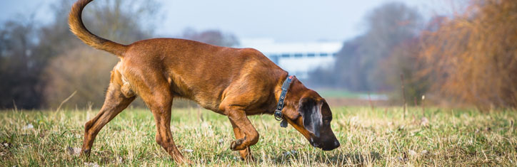 Direction Finding mit Suchhunden