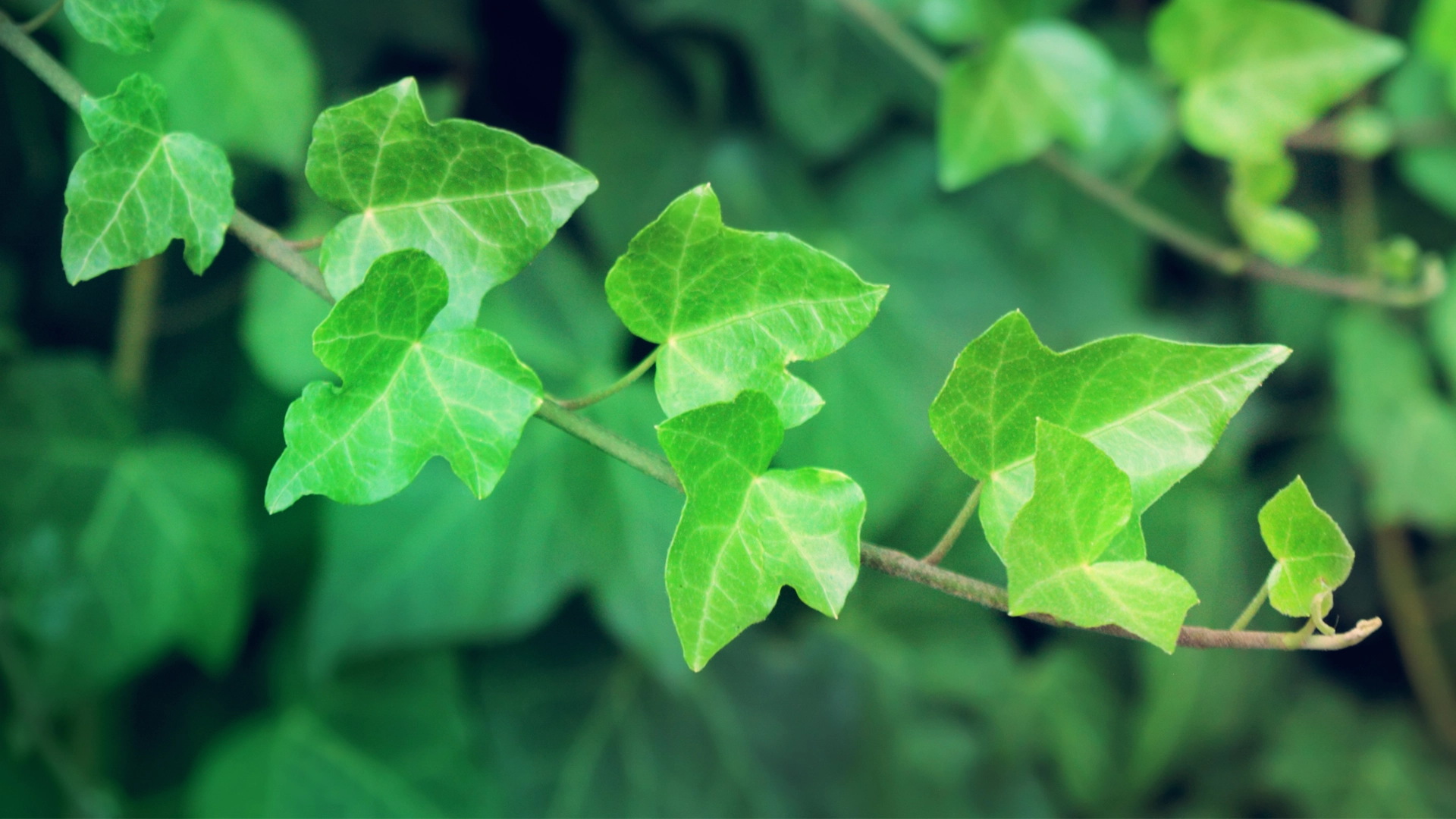 Nahaufnahme eines grünen Efeuzweigs mit leuchtend grünen, herzförmigen Blättern – Symbol für Natur, Heilkraft und Unvergänglichkeit.