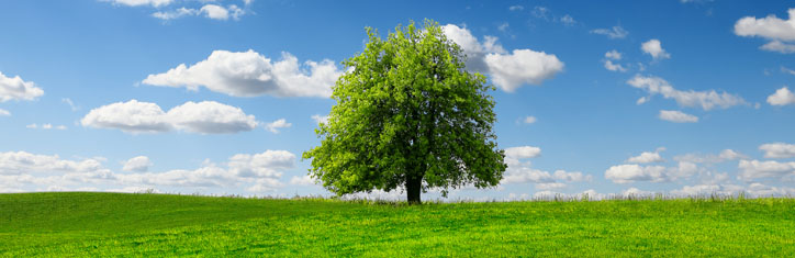 Gesunde Umwelt – gesunder Körper durch Lebensenergie