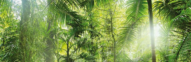 Lieber Senf, Nuss oder Kürbis? – Alternativen zu Palmöl