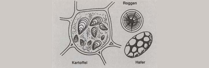Essen, das krank macht – 'Religionskrieg' in Küche und Kochbuch (I)