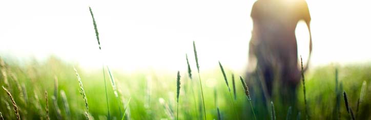 Phänomene der Freien Energie in Natur und Technik