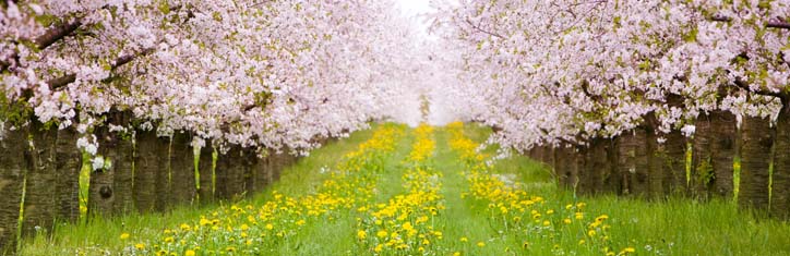 Bräuche, Feste und frische Kräuter