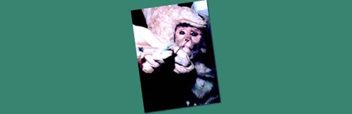 Große Gefahren durch genmanipulierte Tiere