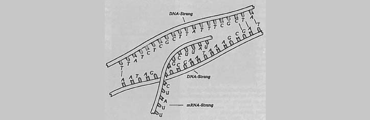 Gentechnologie: der ökologische Super-Gau?
