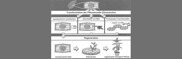 Gentechnik-Propaganda unterdrückt Wissen und verschweigt Gefahren