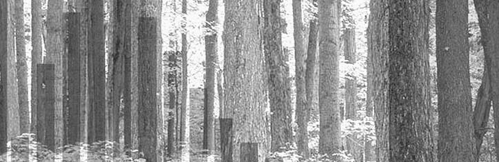 Global Scaling: Die logarithmische Verteilung der Natur