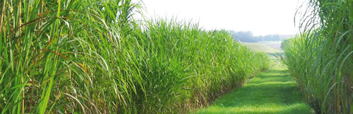 Radioaktiv verseuchte Böden