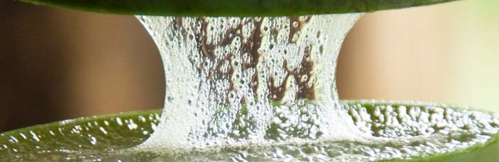 Heilkraft aus dem Dschungel