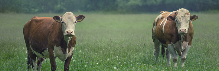 Homöopathie in der Landwirtschaft – ein neuer Trend?