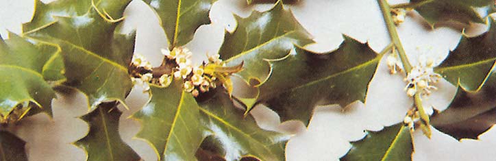 Die Neue Homöopathie Teil 15