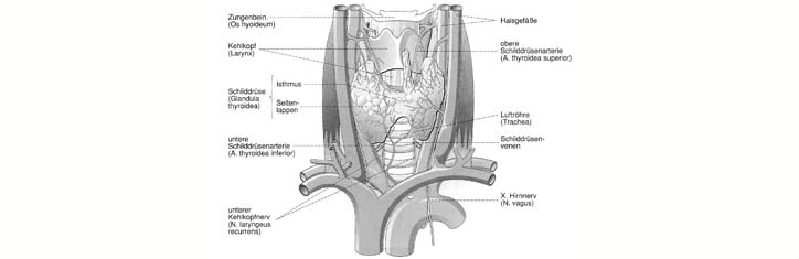 Von lebenslanger Hormonsubstitution befreit