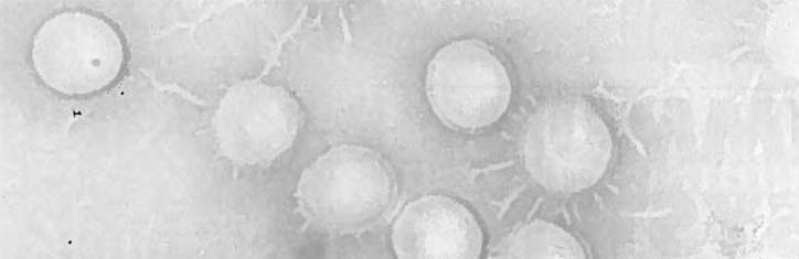 Den Zustand des Immunsystems erstmals messbar gemacht