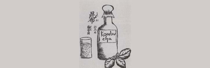 Die Faszination des Kombucha