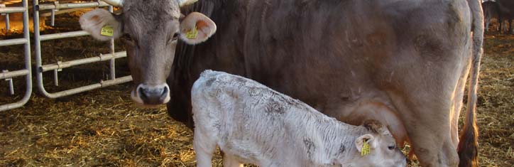 Milch von glücklichen Kühen