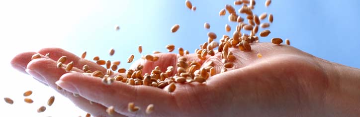 'Wir sammeln Samen für das Leben'