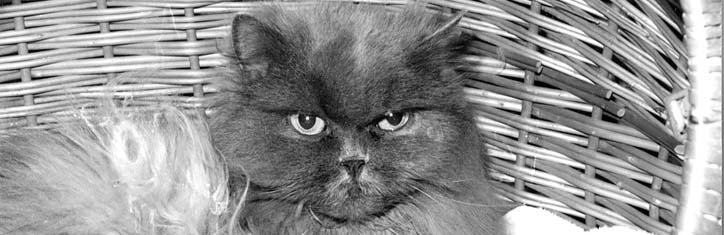 Potentiale wahrnehmen – die Basis der Ganzheitsmedizin