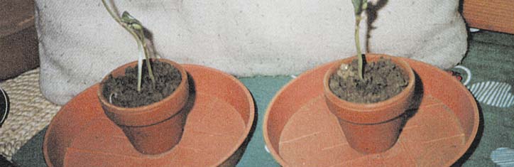 Licht aus Gleichstrom: die gesündere Lösung