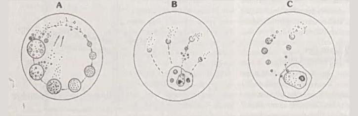 Mikroben und ihre Wandelbarkeit Teil 1