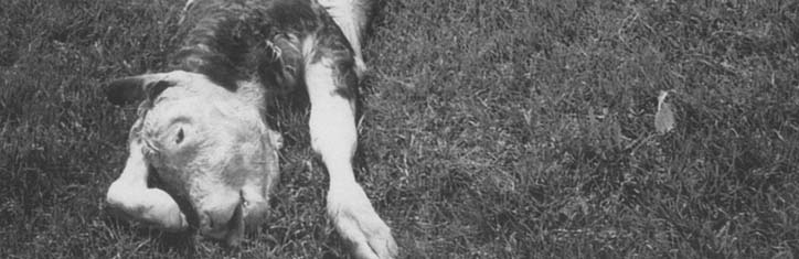 Macht Mobilfunk Kühe krank?