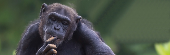 Die Natur als Apotheke