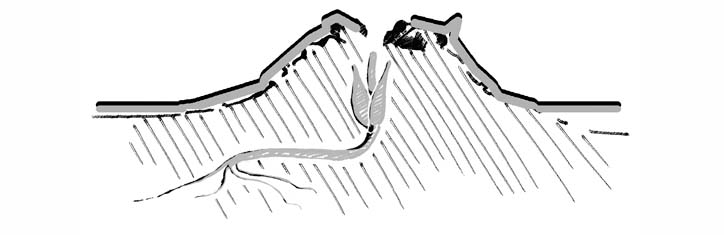 Weiche Pflanzen durchbrechen harten Asphalt