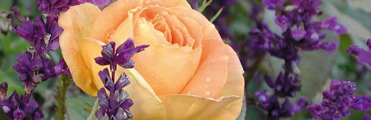 Homöopathie für Pflanzen