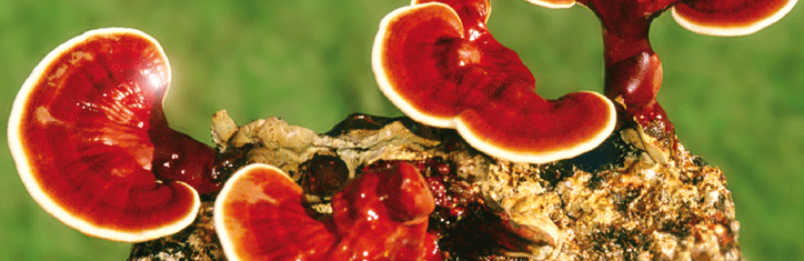 Reishi – König der Heilpilze