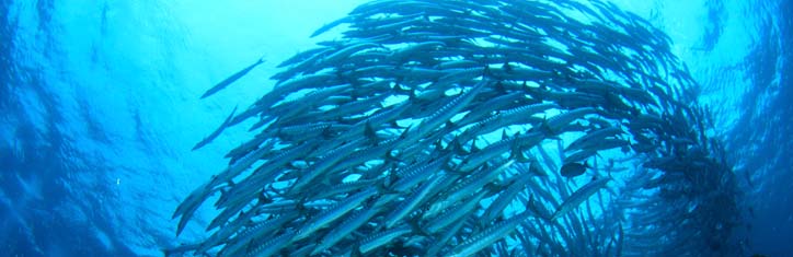 Radionik – Impulse aus dem Informationsfeld Teil 2