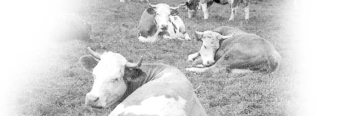 Warum wir eine ökologische Rinderzucht brauchen