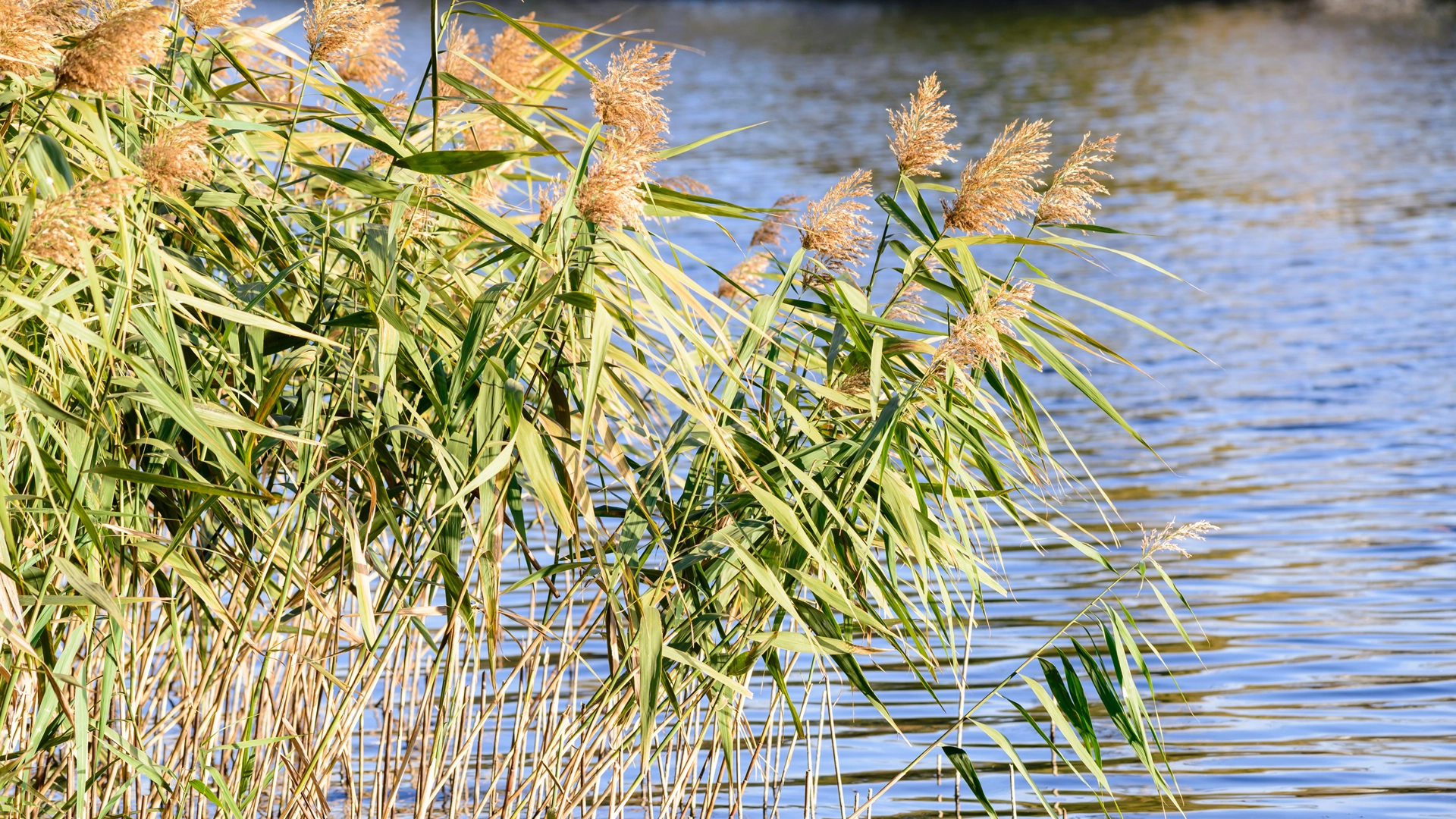 Das Schilfrohr