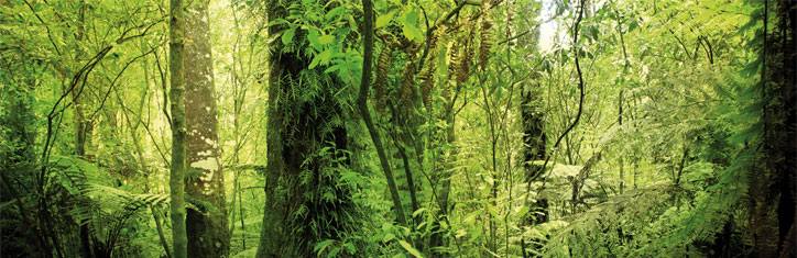 Schwarze Erde gegen 'Grüne Revolution'