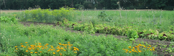Die Zukunft der Landwirtschaft ist solidarisch