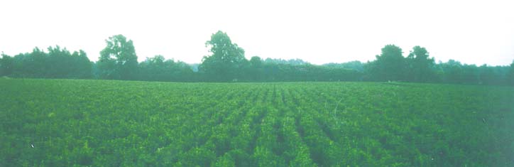 Stevia – süßer als Zucker und so gesund!