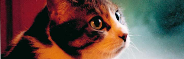 Gesundheit für Tiere