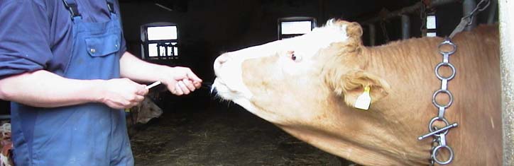 Ganzheitliche Tierheilkunde – Straftat: Homöopathische Behandlung