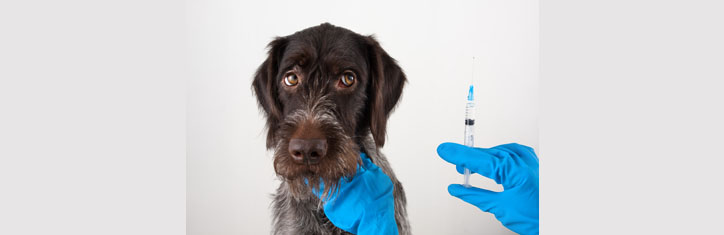 Impfungen für Tiere