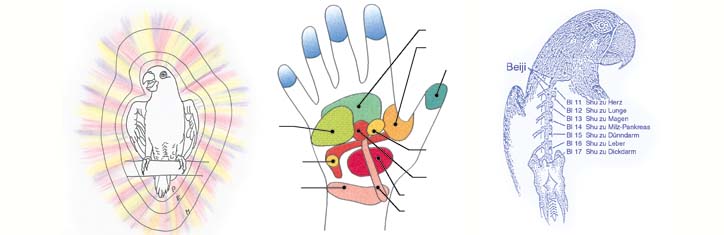 Innovation in der Tierheilkunde: Die ersten Wings®-Tierkinesiologen sind ausgebi